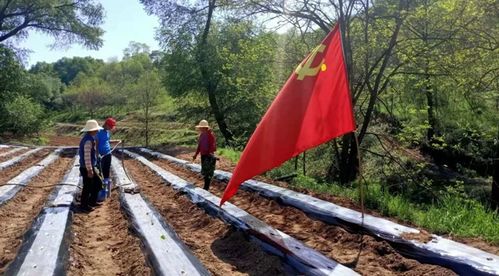 寶雞麟游縣丈八鎮 四級聯動 讓黨旗高高飄揚在田間一線