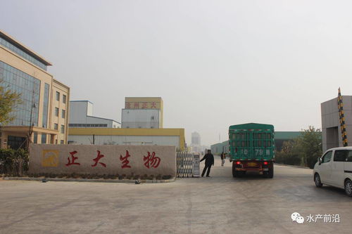 飼料營養如何堪比活餌 工廠化排水如何環保 高投入下是否意味著高收益