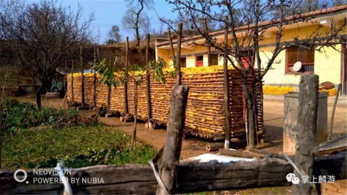 麟游農村的秋天是最美的畫卷