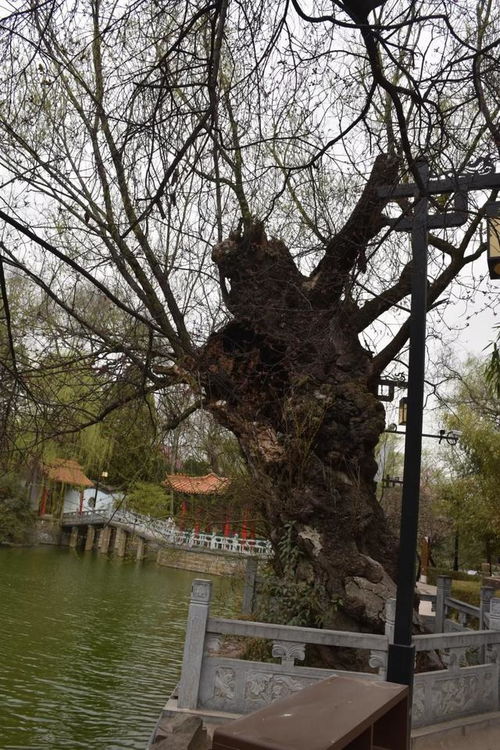 西安自駕寶雞鳳翔 麟游踏青一日行之二東湖